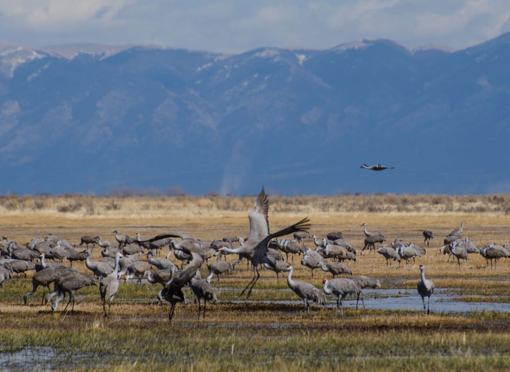 crane migration at monte vista wildlife refuge