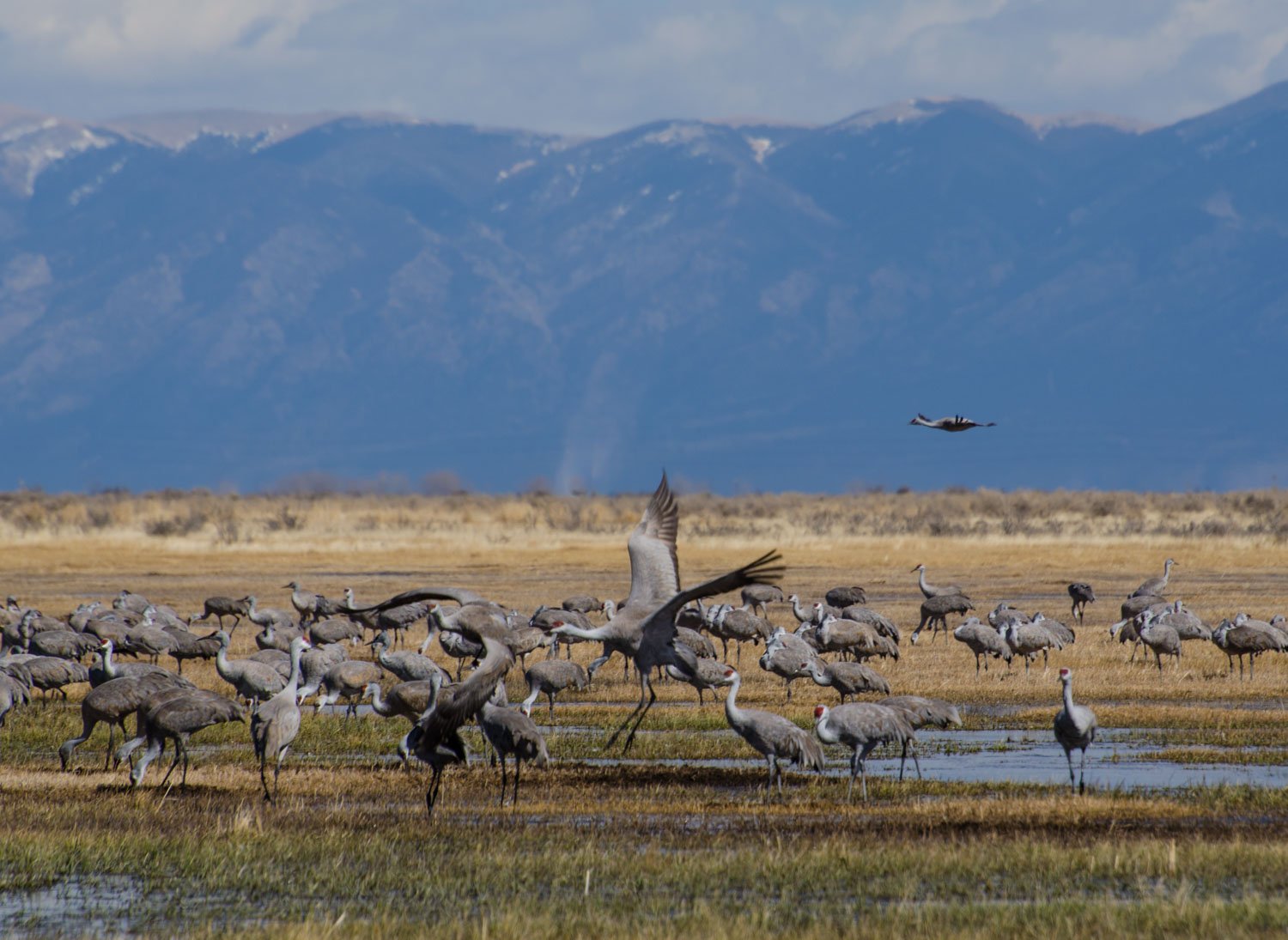 Why You Should Attend the Monte Vista Crane Festival crane migration at monte vista wildlife refuge
