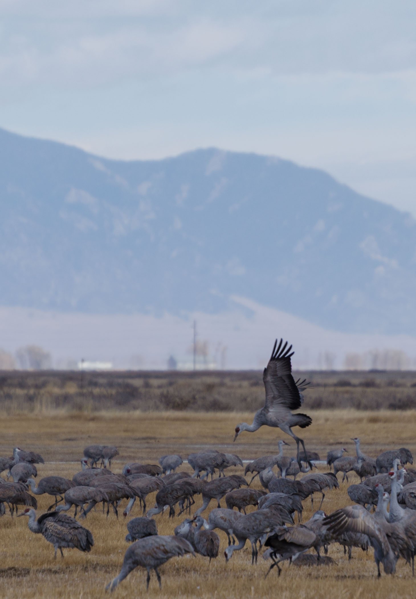 Why You Should Attend the Monte Vista Crane Festival monte vista crane festival