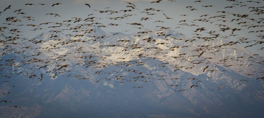 monte vista crane festival