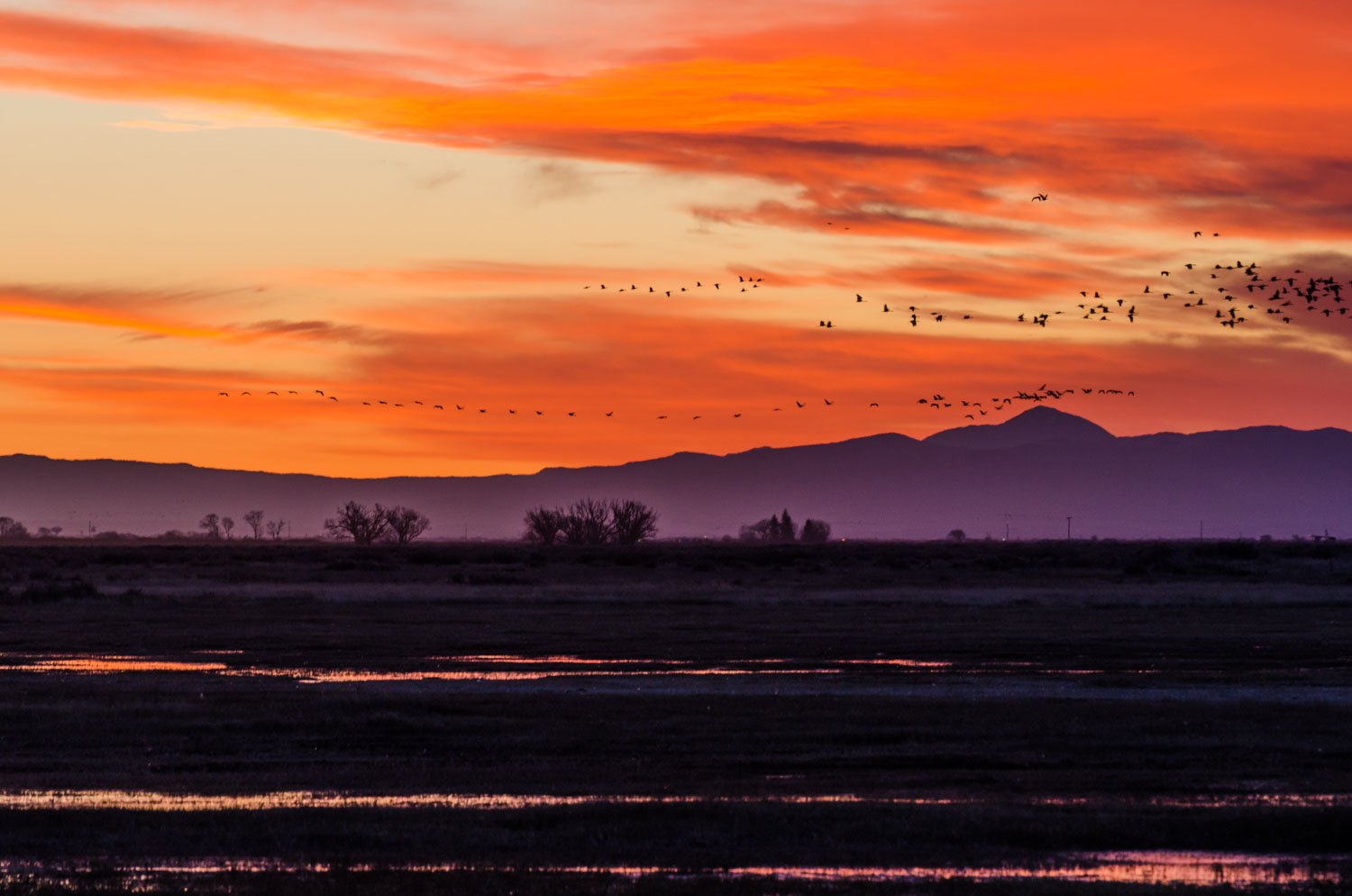 Why You Should Attend the Monte Vista Crane Festival sunrise at monte vista wildlife refuge at monte vista crane festival