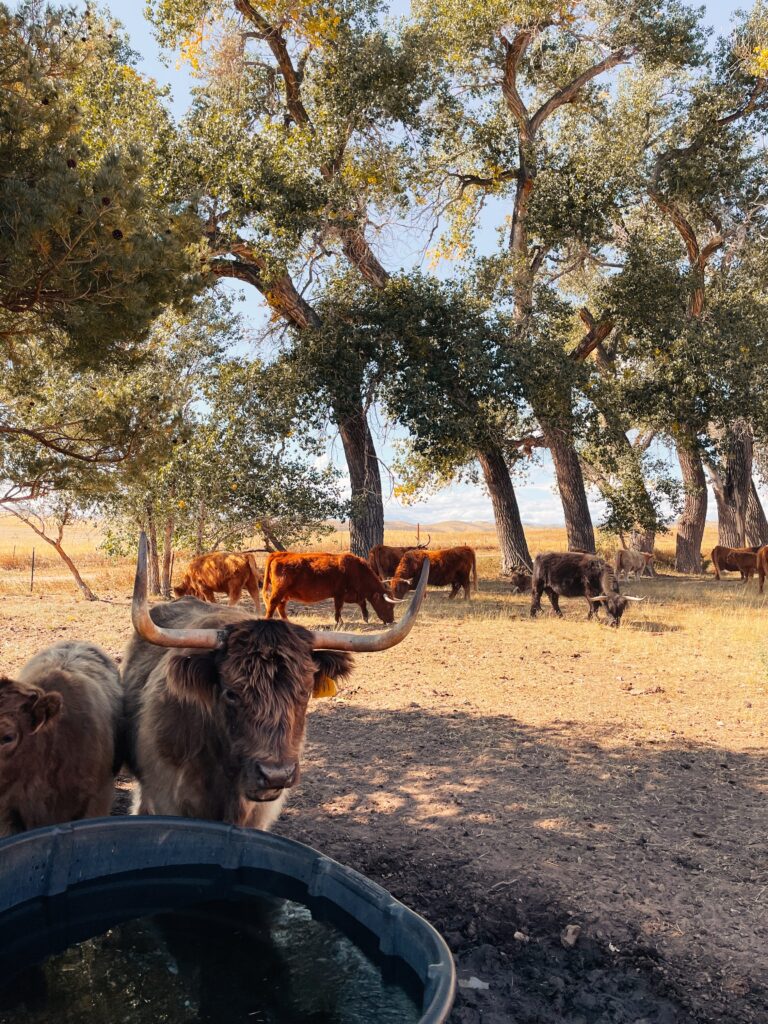 travel photography, highland cattle, Livermore Colorado