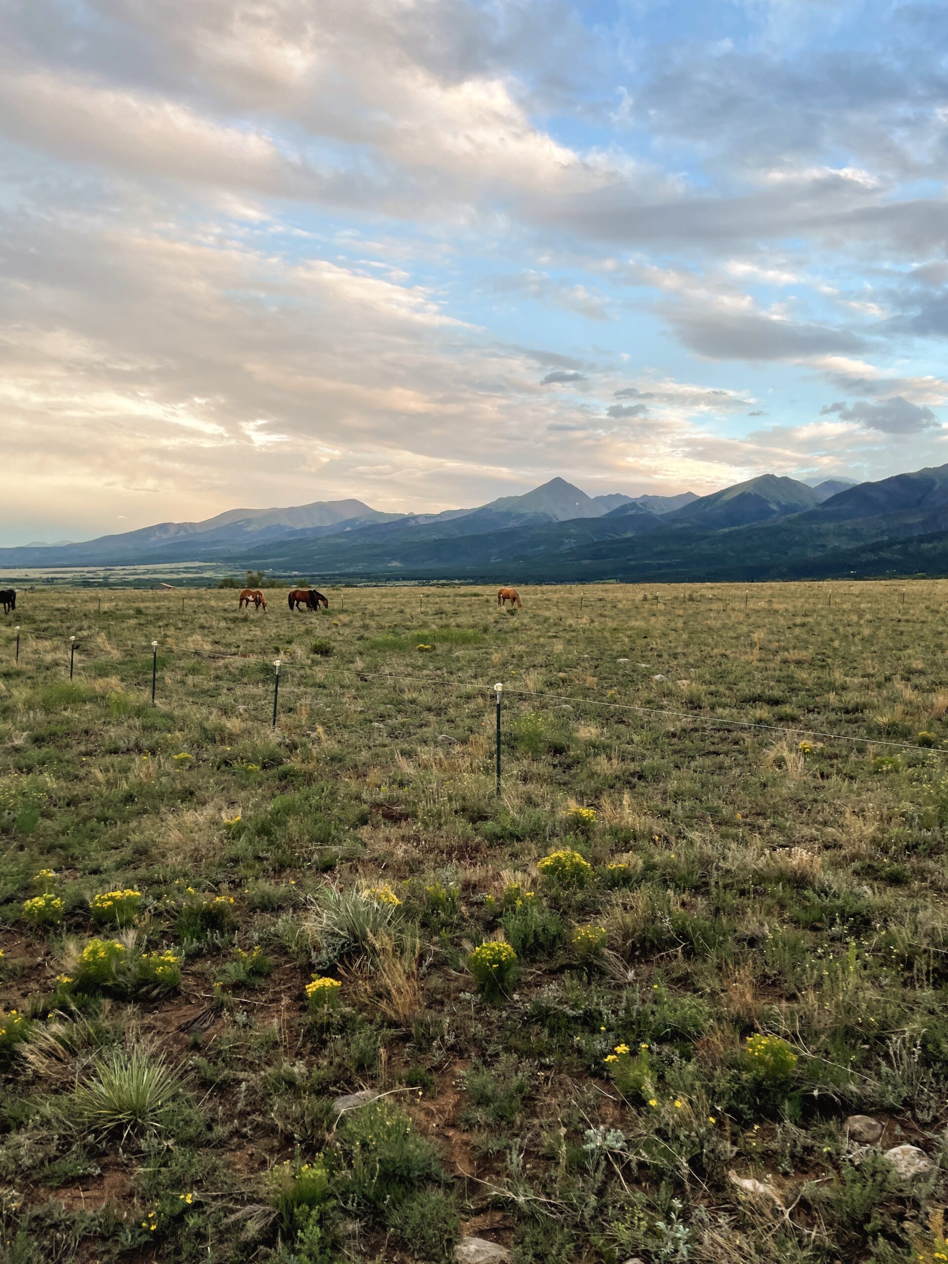 horses at B Bar B Ranch