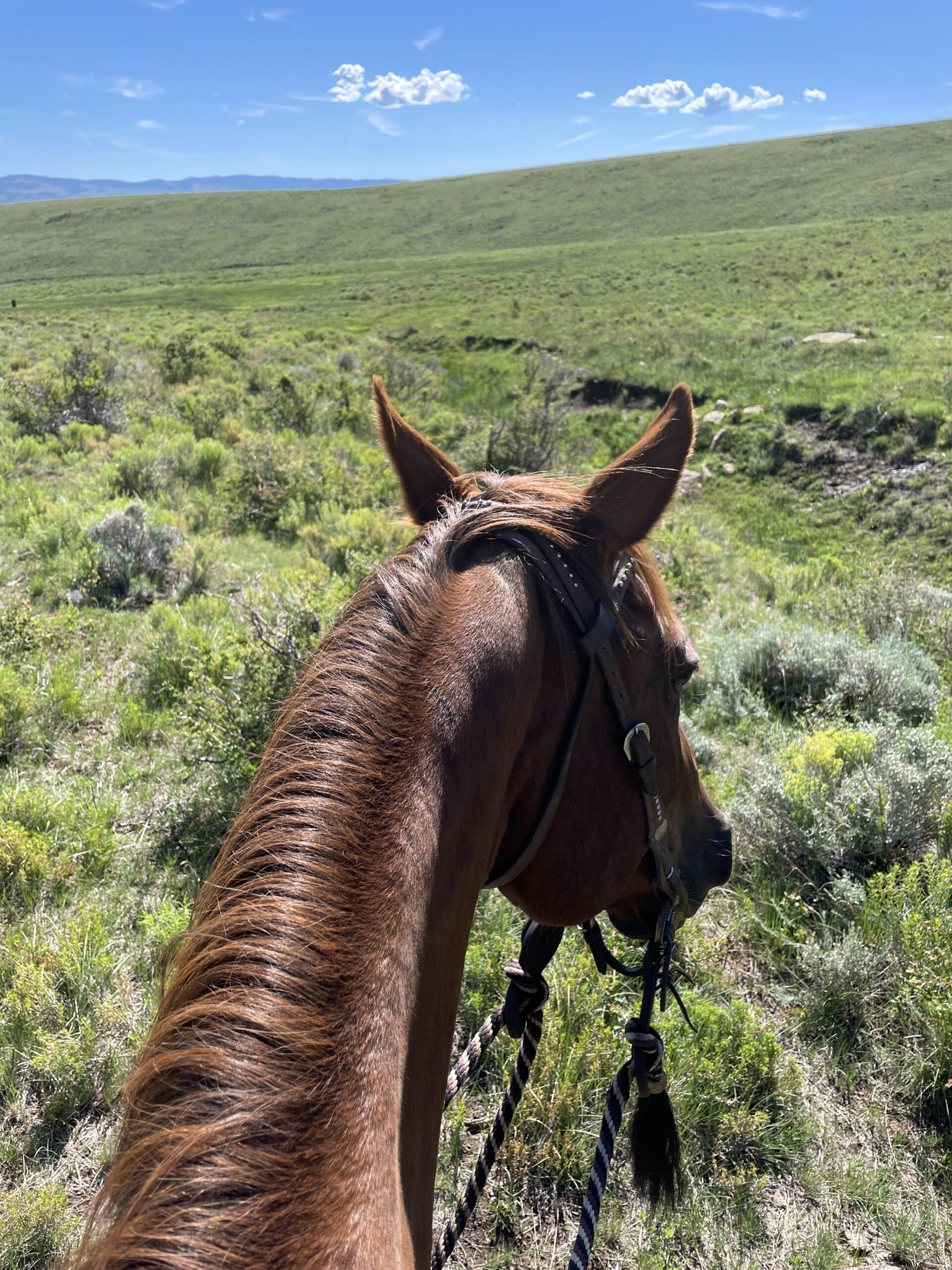 riding horses at Music Meadows Ranch