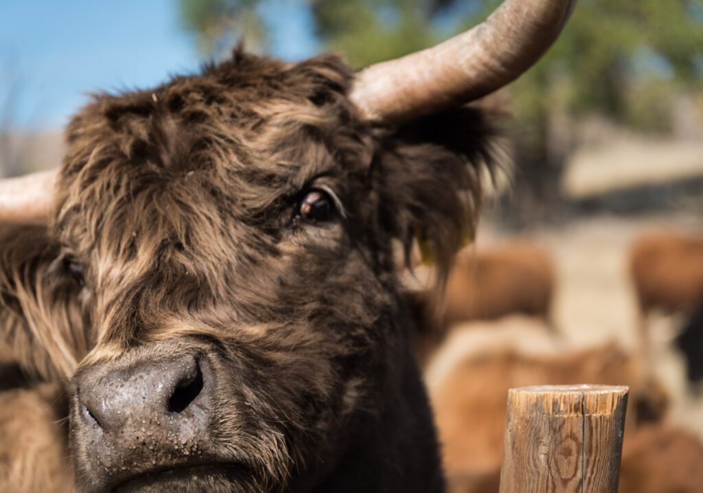 travel photography, highland cattle photo, Colorado