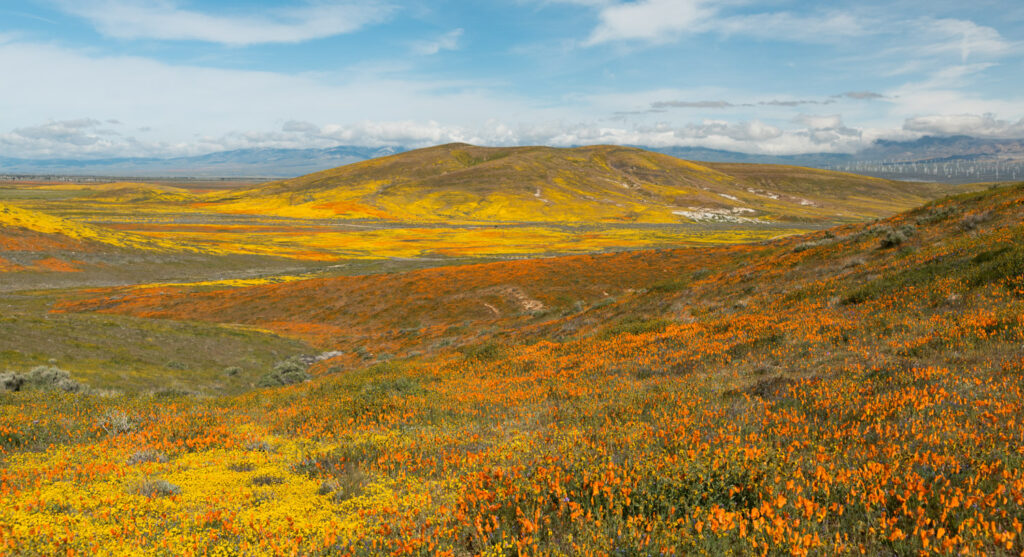 image of Antelope Valley California Poppy Preserve, fields of yellow poppies