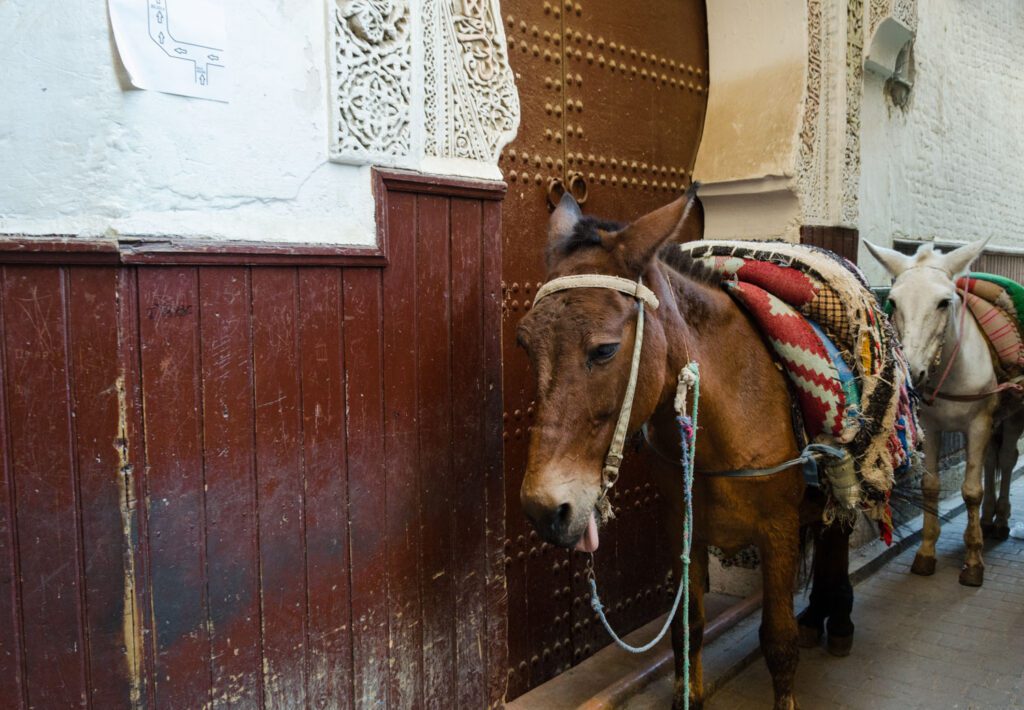 image of donkey in market Fez Morocco