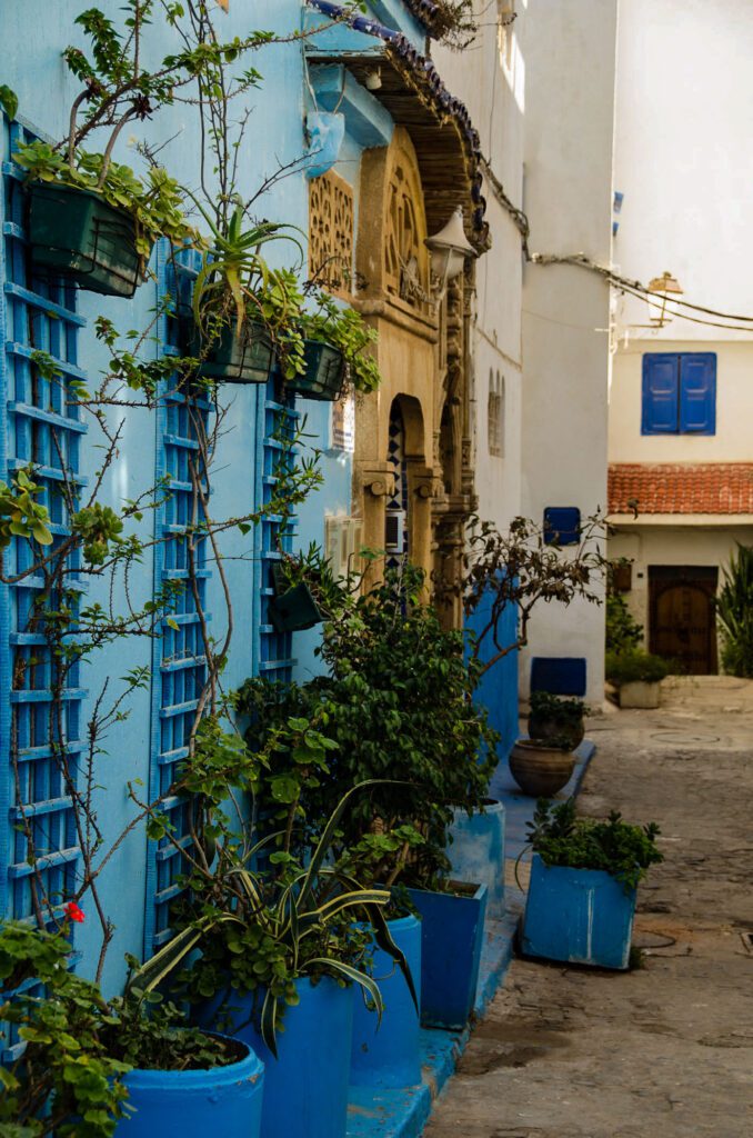 image of plants in blue streets Rabat Morocco