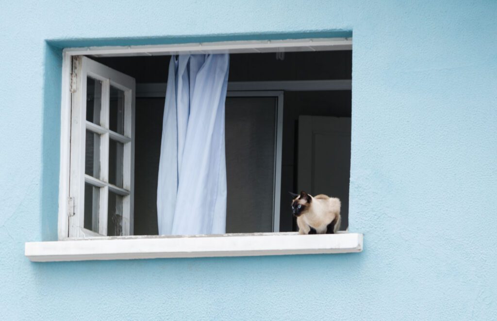 cat in the window in La Paz Bolivia, street photography, editorial 
