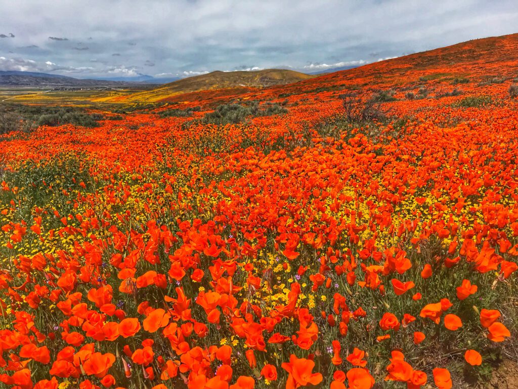 Antelope Valley California Poppy Preserve, red poppy fields