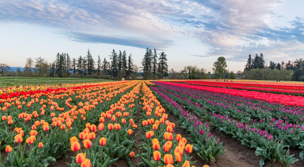 image of colorful tulips in wooden shoe tulip festival Woodburn Oregon