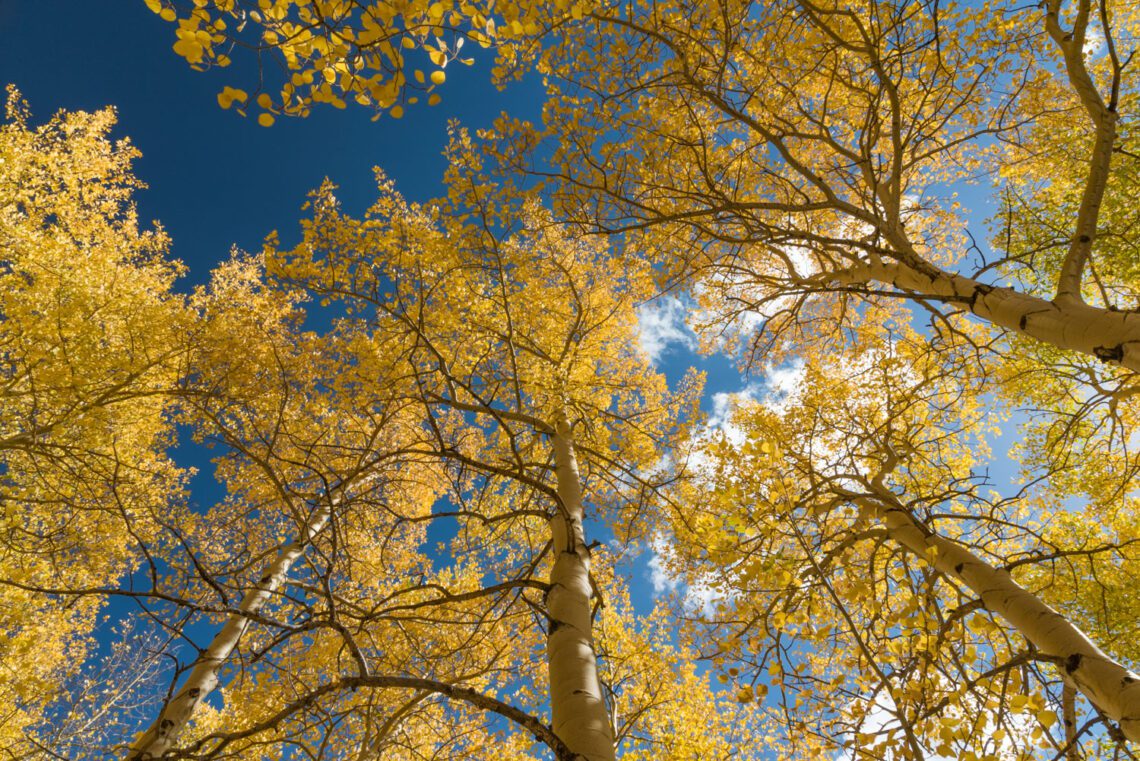fall leaves over Boreas Pass, day trips from Denver for fall foliage