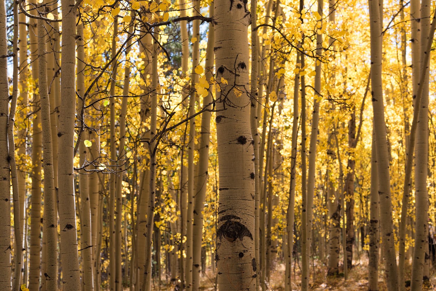 fall colors at Kenosha Pass near Denver