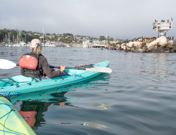 Adventures by the Sea, kayaking in Monterey Bay, spotting marine life in Monterey Bay, California Central Coast, things to do in Monterey County