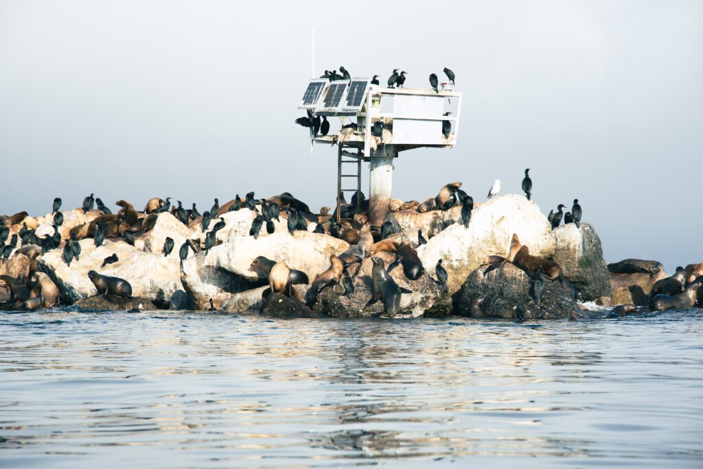 Spotting Marine Life in Monterey Bay