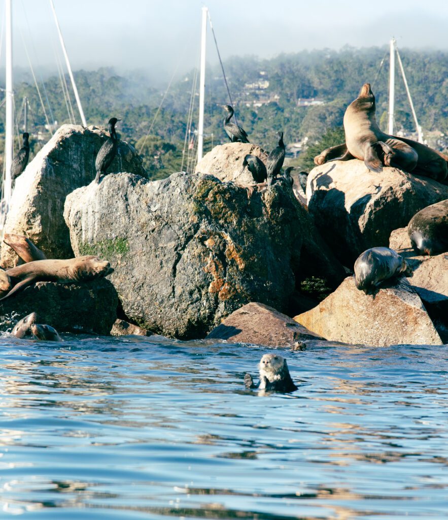 Adventures by the Sea, kayaking in Monterey Bay, spotting marine life in Monterey Bay, California Central Coast, things to do in Monterey County