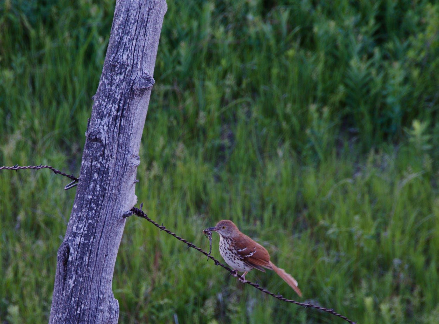Hiking the Pawnee Buttes Trail birding at Pawnee Buttes trail