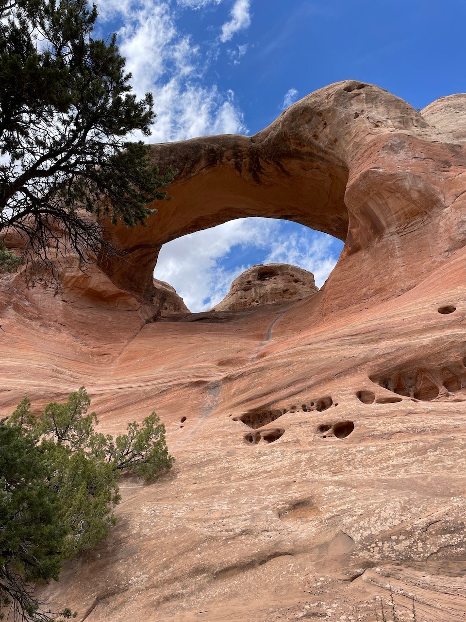 Cedar Tree Arch in Rattlesnake Canyon