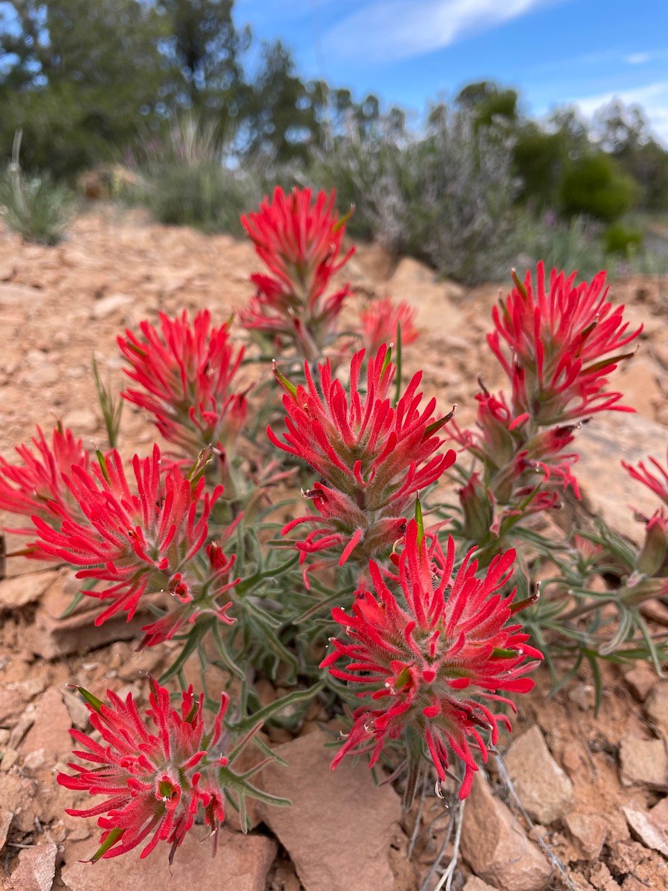 Indian paintbrush in Colorado