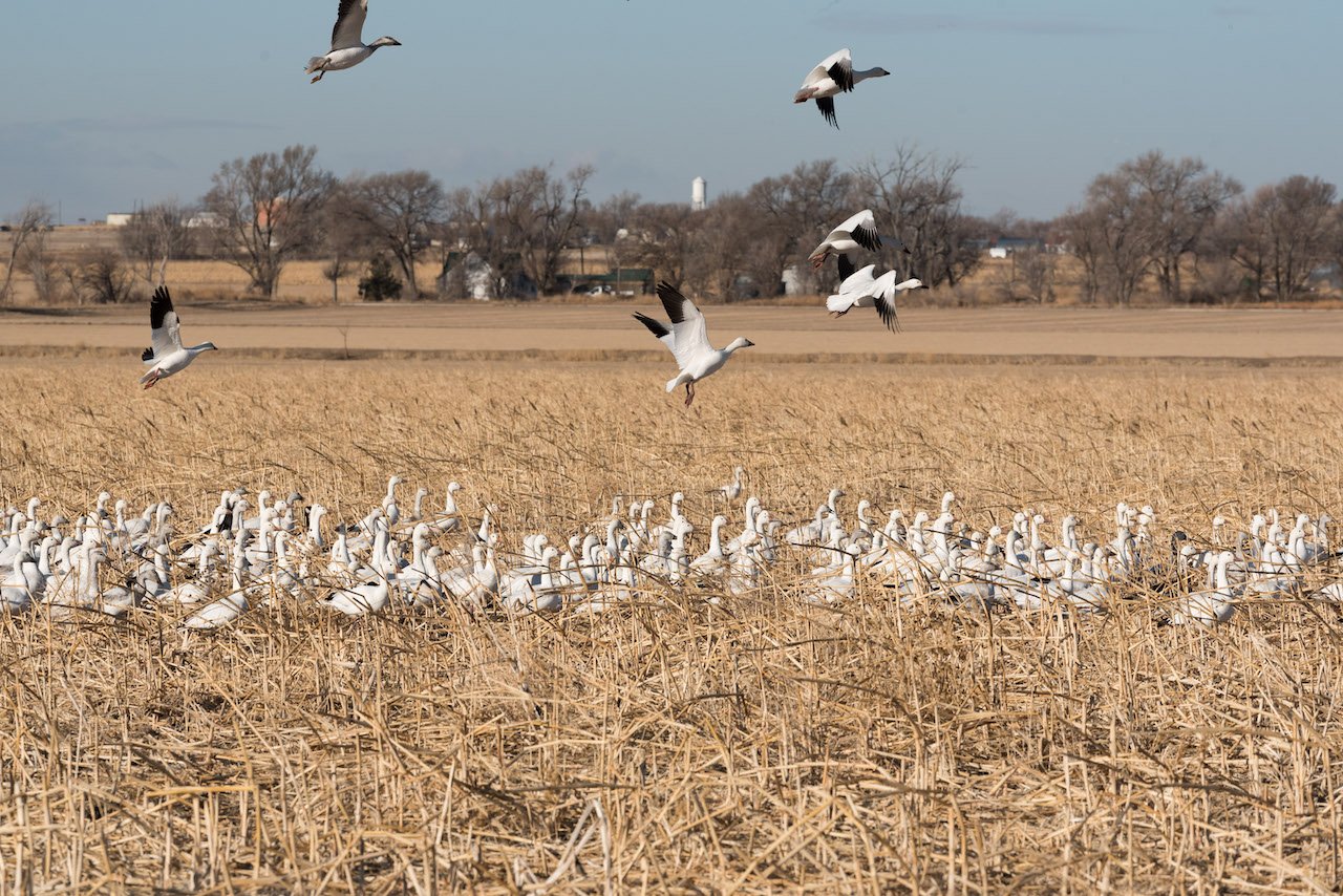 The Ultimate Travel Guide for Exploring the Colorado Eastern Plains High Plains Snow Goose Festival, Colorado Eastern Plains
