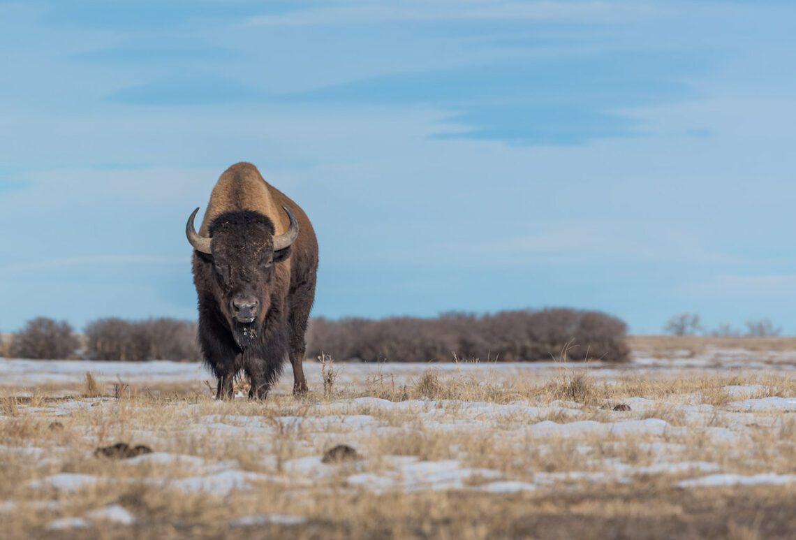 bison in Colorado