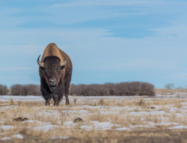 bison in Colorado