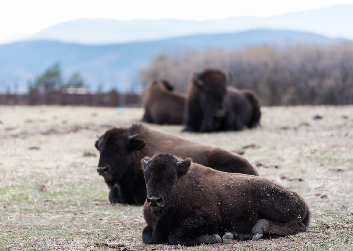 5 Places to See Bison in Colorado bison at daniel's park in Highlands Ranch