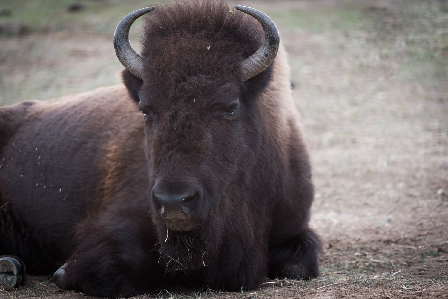5 Places to See Bison in Colorado places to see bison in Colorado