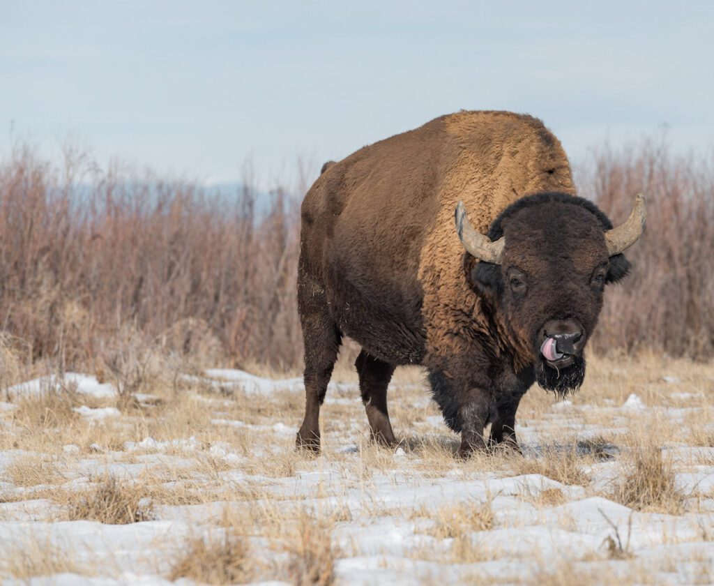 places to see bison in Colorado