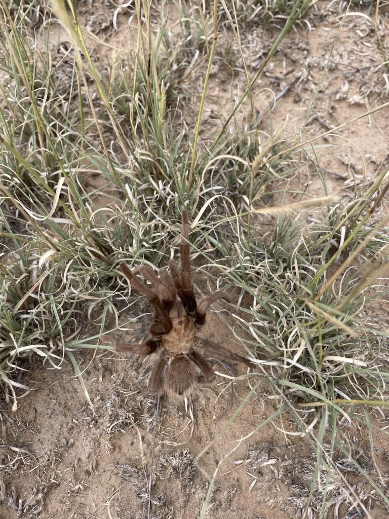 where are the tarantulas in Colorado? La Junta