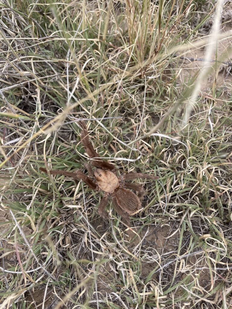 tarantula trek colorado