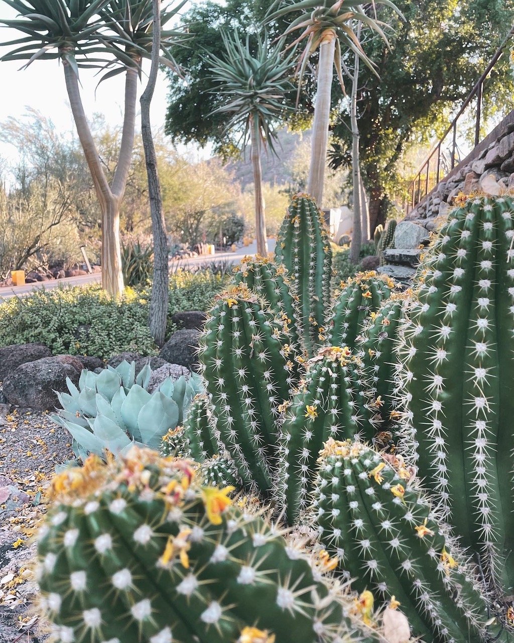 Scottsdale in winter, desert botanical garden