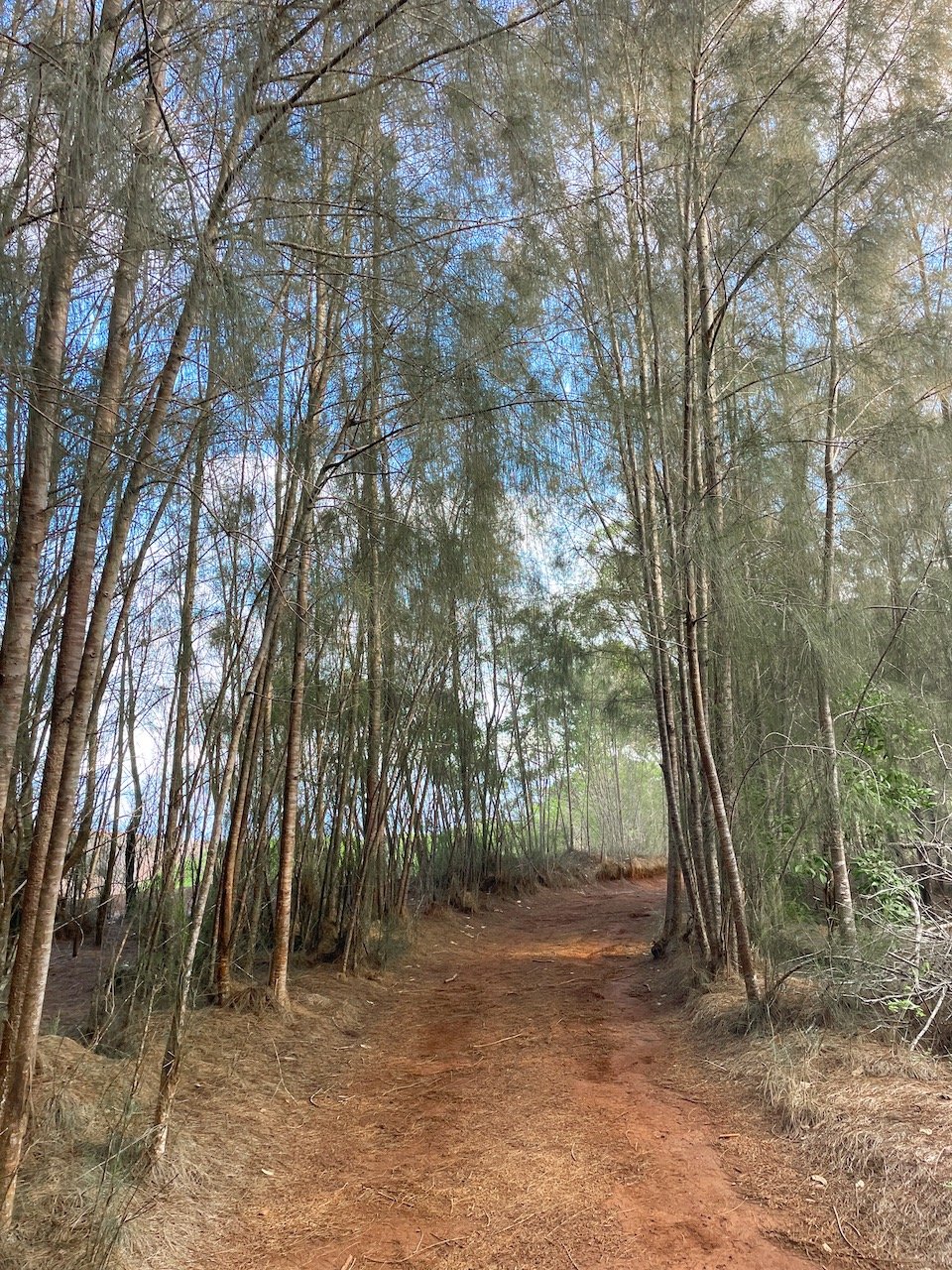 cook pine trees on lanai