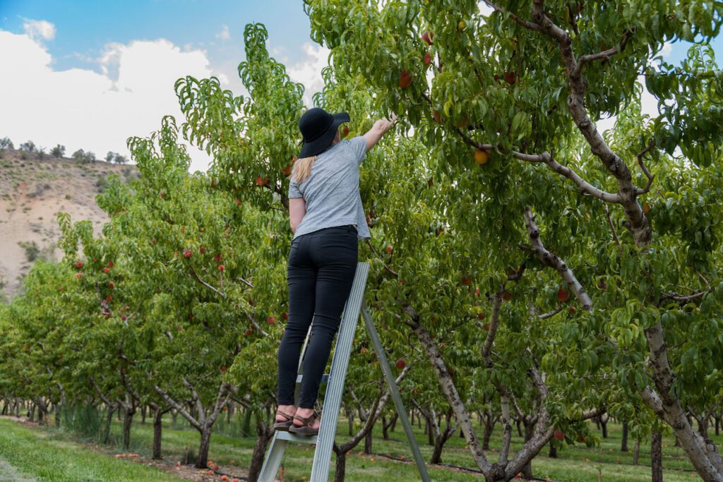 picking peaches in Paonia
