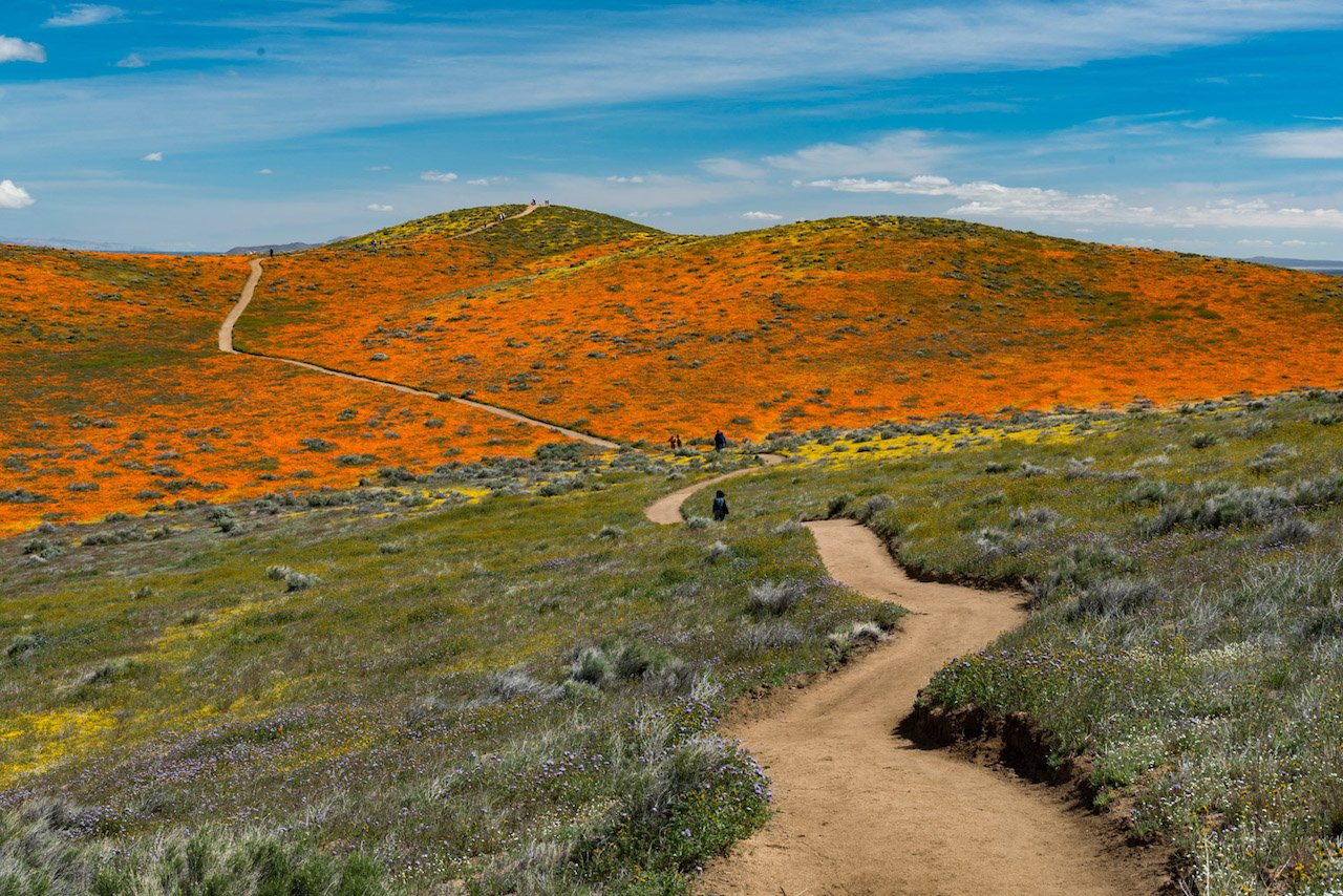 Antelope Valley California Poppy Preserve
