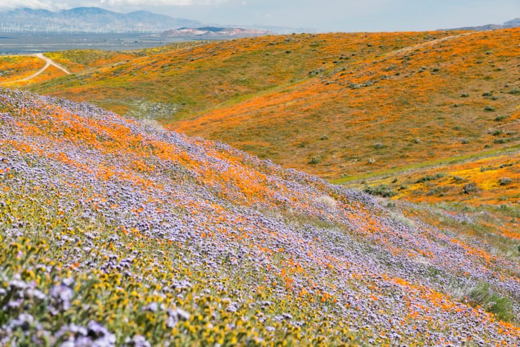 California superbloom, antelope valley