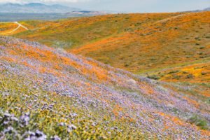 Stories California superbloom, antelope valley