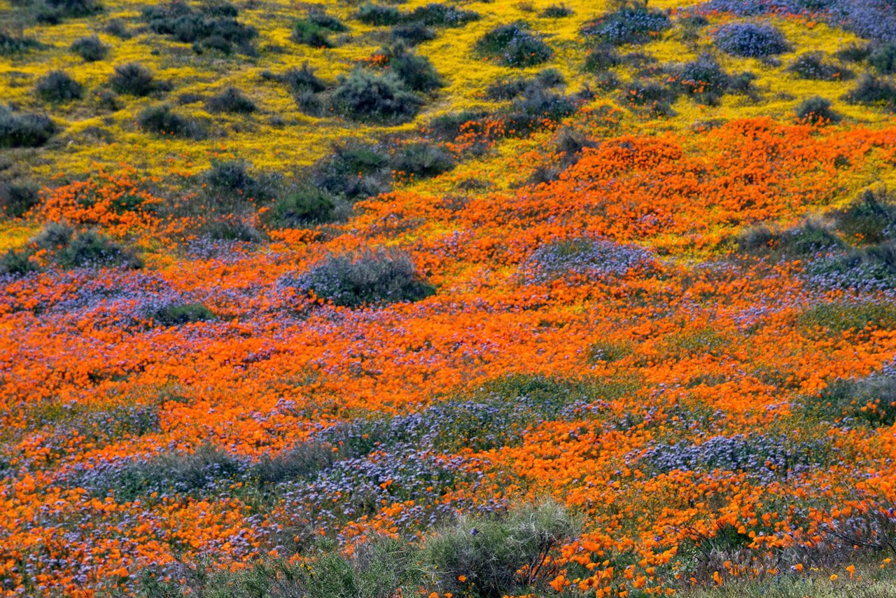 California superbloom