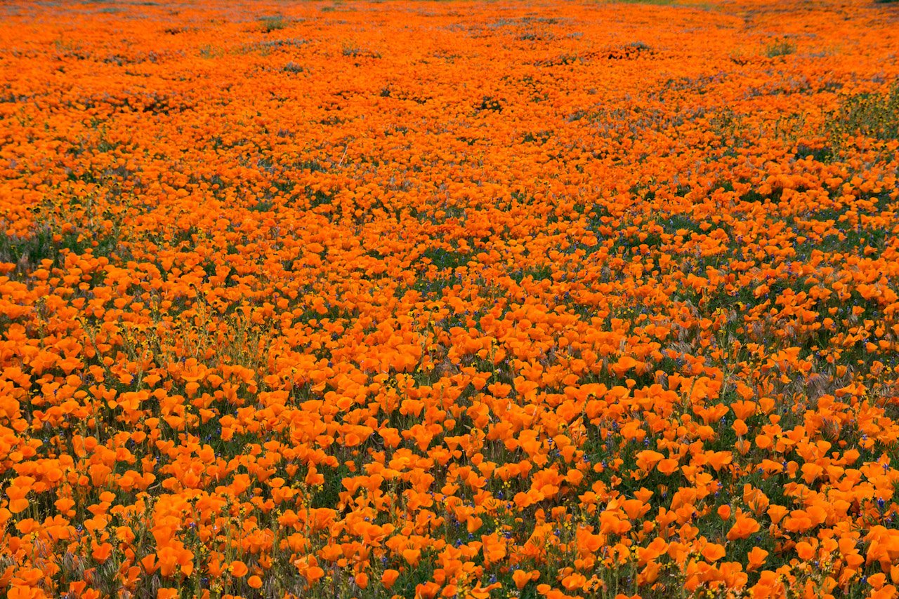 California superbloom.
