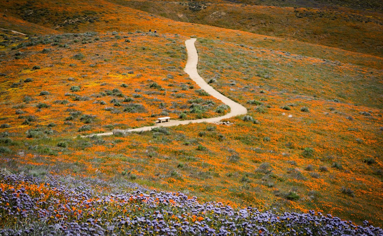 Antelope Valley Poppy Preserve 9