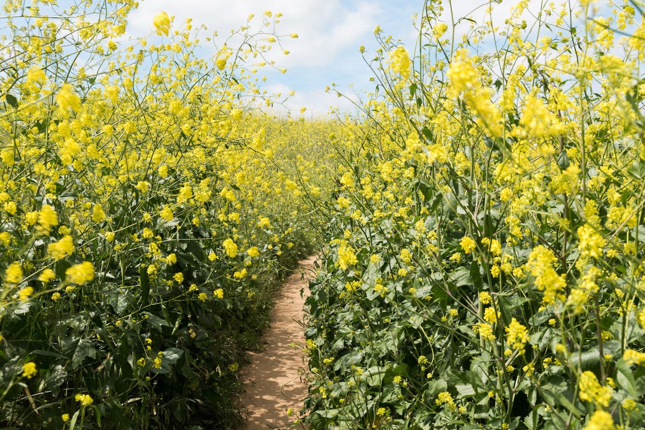 yellowing flowers at Chino Hill State Park