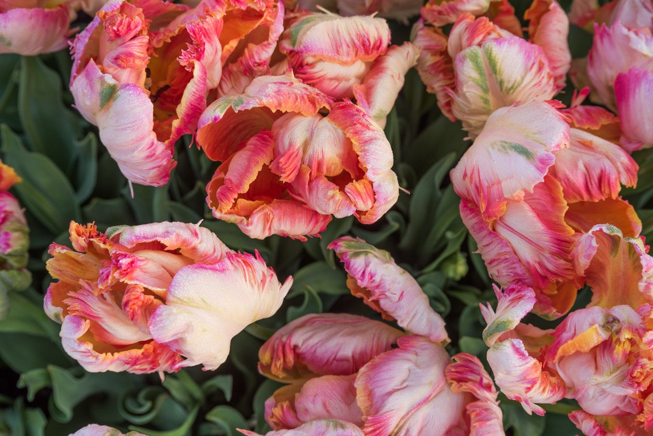 A First Timer’s Guide Photographing the Wooden Shoe Tulip Festival in Oregon up close image of tulips