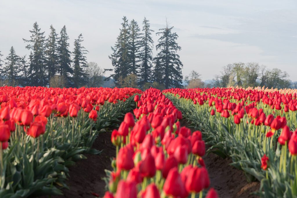 tulip festival in Oregon, red tulips