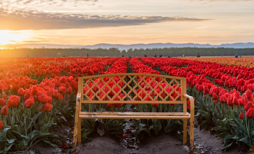 sunrise photo at the tulip festival in Oregon