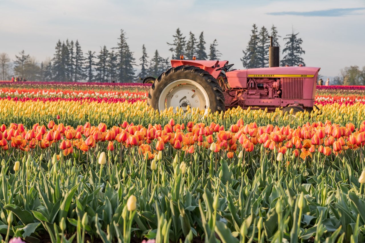 A First Timer’s Guide Photographing the Wooden Shoe Tulip Festival in Oregon pink tractor at Wooden Shoe Farm Oregon