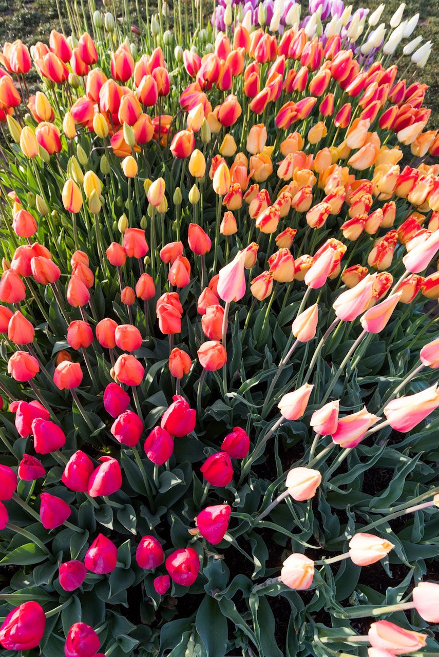 A First Timer’s Guide Photographing the Wooden Shoe Tulip Festival in Oregon colorful tulips in Oregon