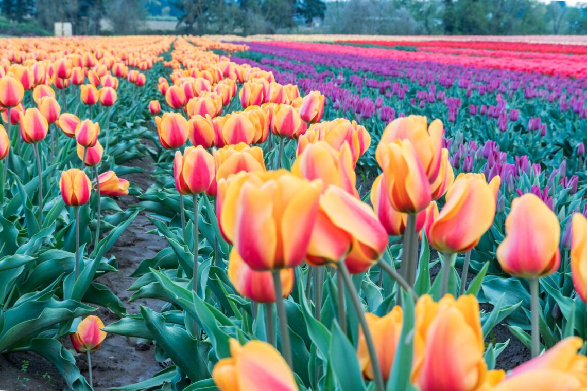wooden shoe tulip festival in Oregon