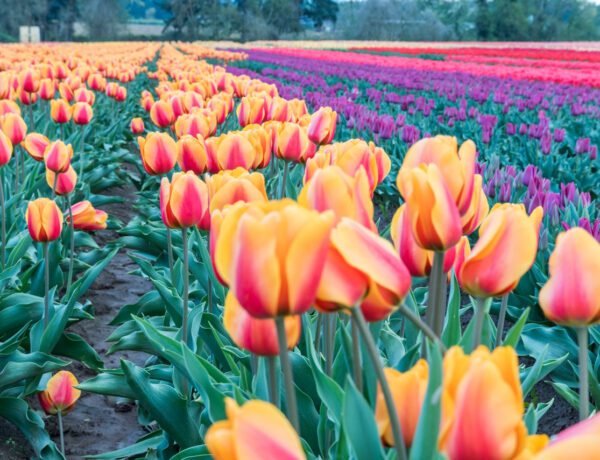 wooden shoe tulip festival in Oregon