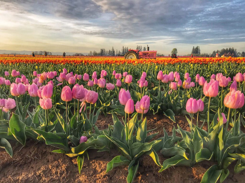 pink tractor and tulips at the Wooden Shoe Farm in Oregon