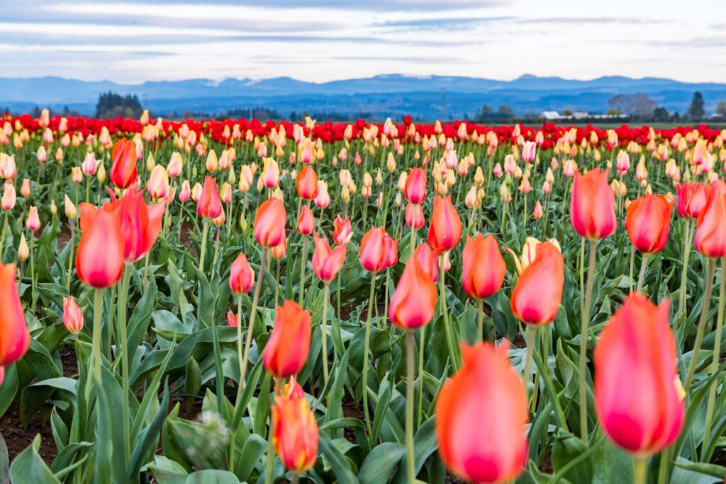 Wooden shoe tulip festival in Oregon